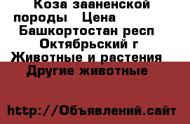 Коза зааненской породы › Цена ­ 12 000 - Башкортостан респ., Октябрьский г. Животные и растения » Другие животные   